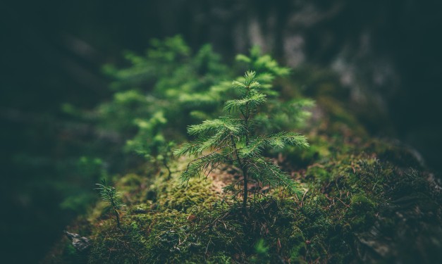 Small fern tree