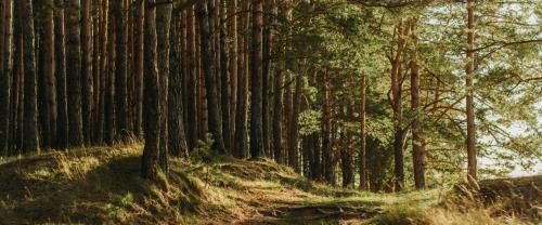 Forest with sunlight through trees