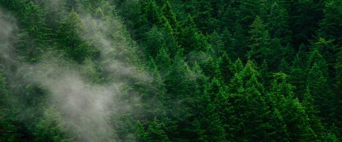 Smoke over a forest