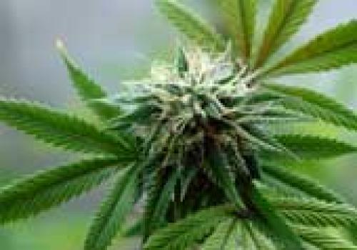 Marijuana firm launches IR program