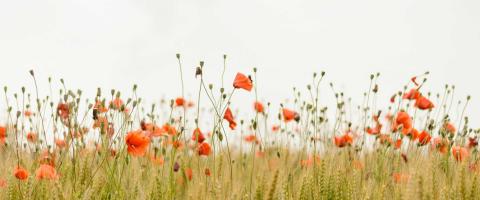 Flowers in field