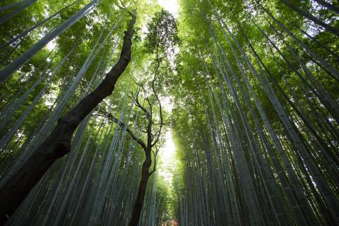 A forest full of biodiversity